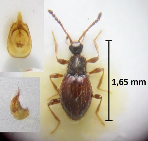 Réf. 218 097 : Euconnus rutilipennis
